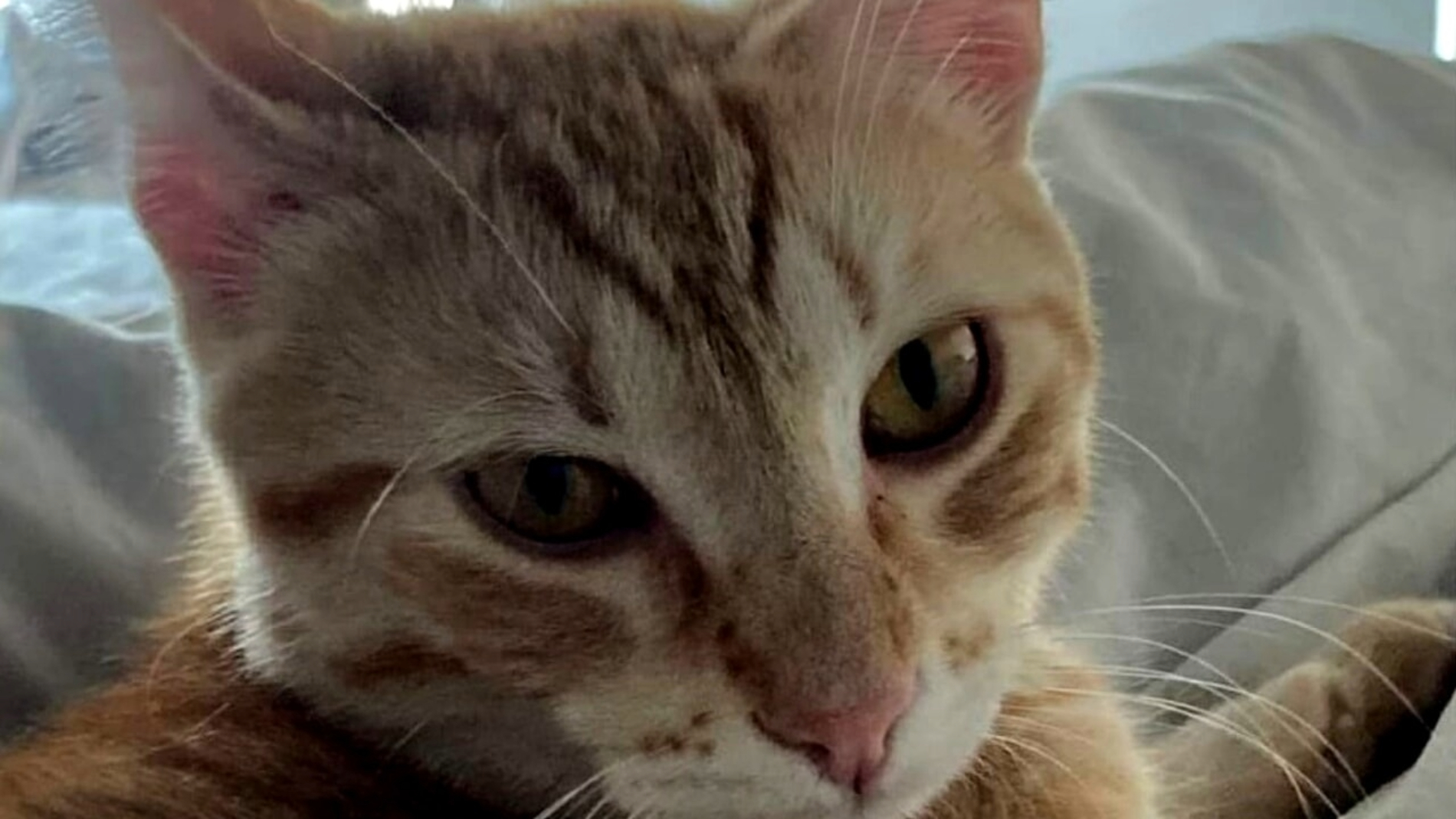 Violenza sugli animali: a Roma Gatto legato ai binari e travolto da un treno