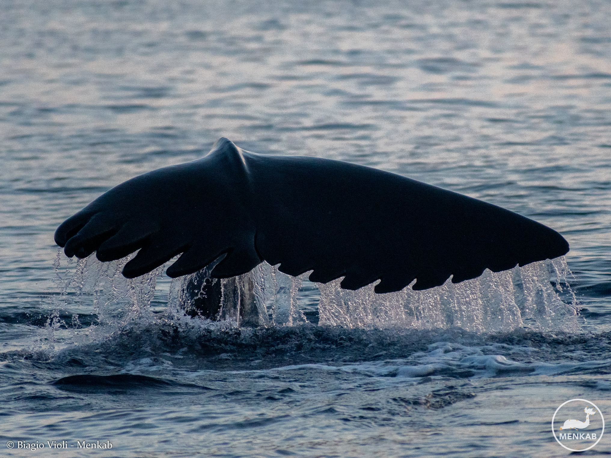 Il Prezzo del Turismo: Le Ferite dei Cetacei nel Santuario Pelagos