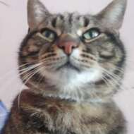 ComplainCat
