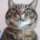 ComplainCat