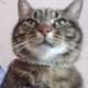 ComplainCat
